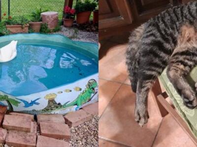 L'affetto degli animali. Il gatto Sultano e l'oca Rachele