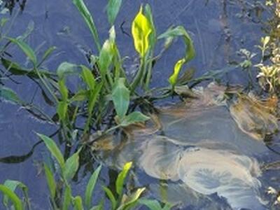 Sversamento di materiale oleoso a S. Maria a Colle: chi è il disgraziato?