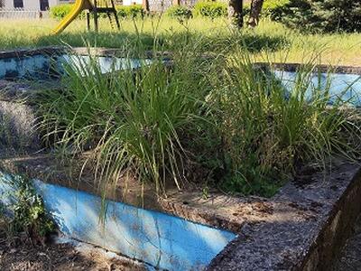 Bertieri (Futuro Nazionale): "Parco giochi di Chifenti nel degrado, carcasse animali e giochi pericolosi. Il comune intervenga subito"