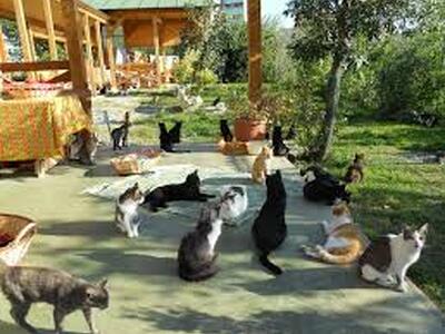 Gatti nel tempo e a Lucca