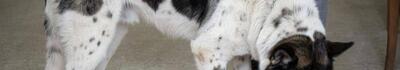 Maltratta il cane e lo prende a calci, denunciato il padrone