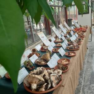 ancora una mostra organnizzata