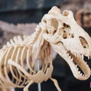 Lucca-Bimbi-Dinosauri (1)