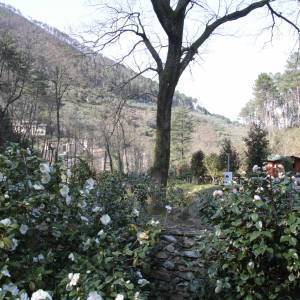 Mostra antiche camelie della Lucchesia - 11