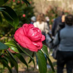Mostra antiche camelie della Lucchesia 2022 - 82