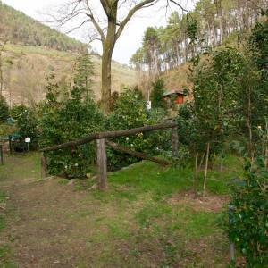 Mostra antiche camelie della Lucchesia - 52