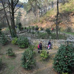 Mostra antiche camelie della Lucchesia - 71