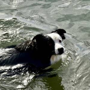 9b06ce36-fdeb-44da-bac2-ff2ee2309fdd