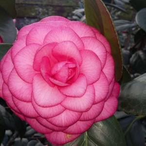 camelia japonica