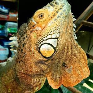 097d1d2a-ac53-485a-a32e-97ffe4520de0