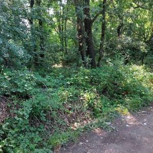 rifiuti rimossi_badia pozzeveri