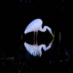 Paolo Pacini BREVI DI-STANZE @FBML Airone riflesso