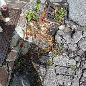 strada di altopascio vicina al centro