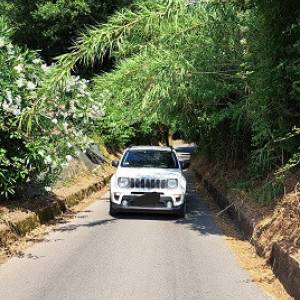 vegetazione su via di catro