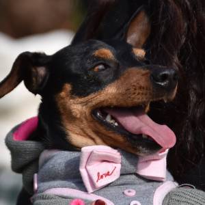 EMA_6922 Bened animali